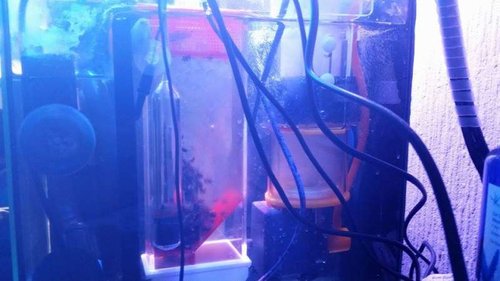 11311728_10152933772438107_1983379221_n.jpg (36.46 KiB) Vist 1417 gange Biopellets'ne danser