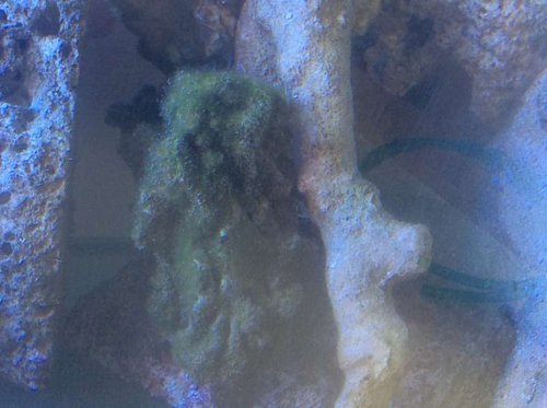 image.jpg (42.12 KiB) Vist 3146 gange Grønalger