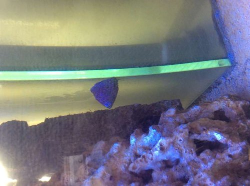 image.jpg (39.15 KiB) Vist 3146 gange Turbo snegl hygger sig