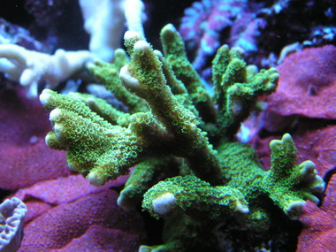 forum pic 53.jpg