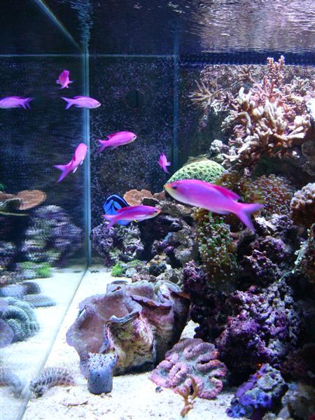 Anthias Tuka.JPG