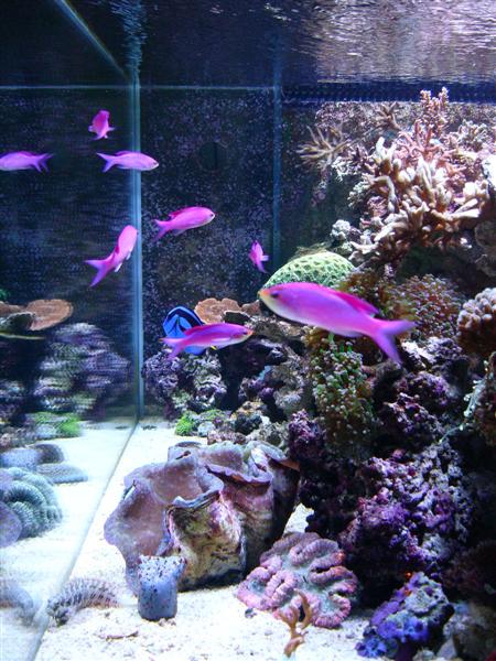 Anthias Tuka.JPG