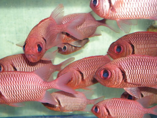 rødfisk.jpg