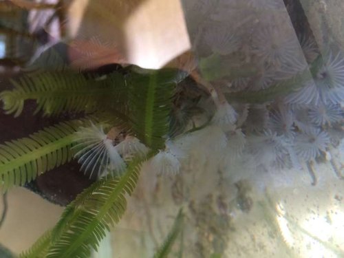 Filter feeders og lidt makro i refugium