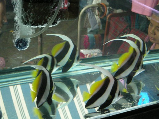 bannerfish.jpg