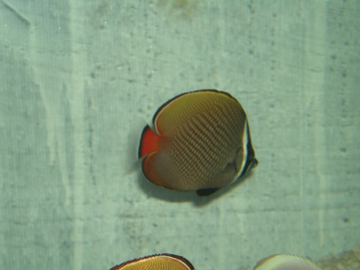 angelfish.jpg