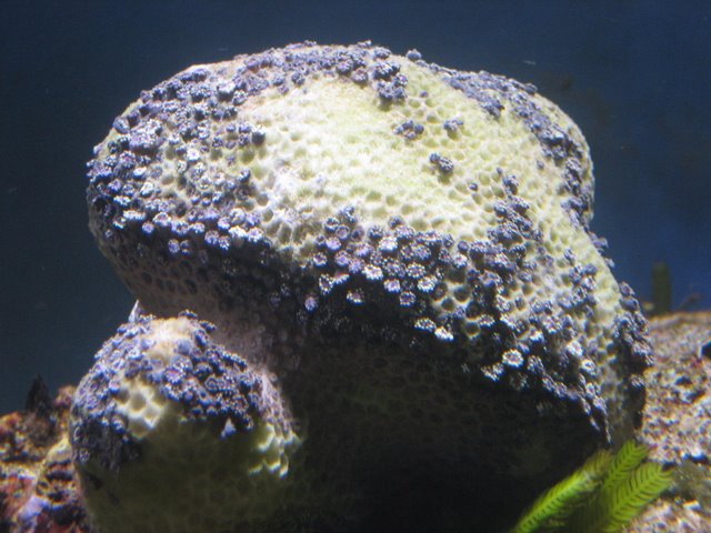 Goniopora sp dag 4.jpg