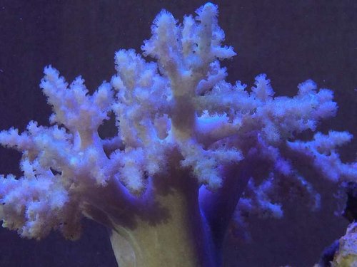 Fin polyp udfoldelse