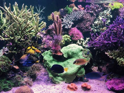 FTS netop taget - med en del fisk