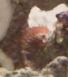 ca. 2-3 cm lang 0,2 cm bred