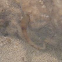 ca. 5 cm lang og 0,5 cm bred