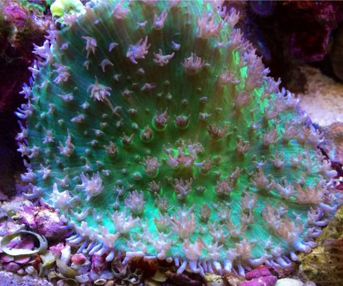 Southsea tricolor Ricordea måske en rhodactis