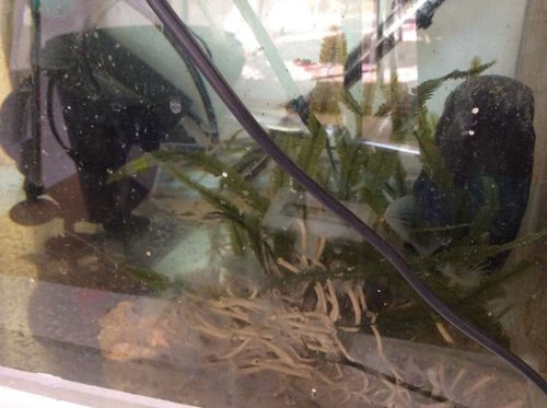 image.jpg (43.73 KiB) Vist 3592 gange Refugium