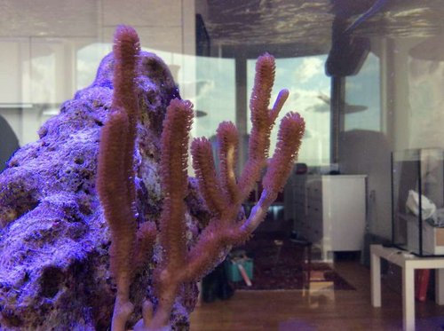 image.jpg (50.75 KiB) Vist 3592 gange Ny indkøb. Id?