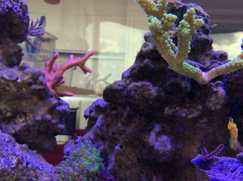 image.jpg (54.11 KiB) Vist 3592 gange Fine farver, men savner lidt polyp på bali