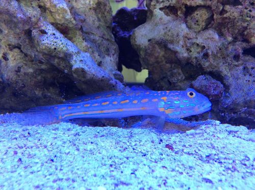 image.jpg (71.85 KiB) Vist 3569 gange Sandspiser. Han af par