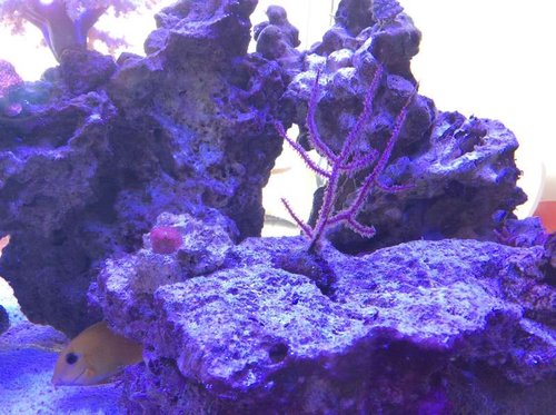 image.jpg (68.21 KiB) Vist 3587 gange Nyindkøb + ny oliven kirurg