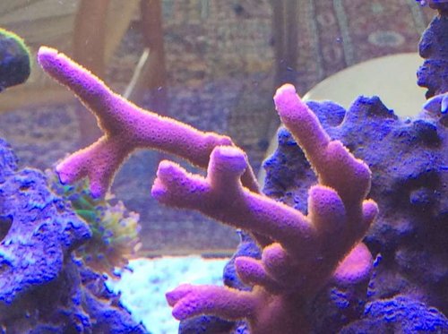 image.jpg (52 KiB) Vist 3592 gange Masser af polyp her