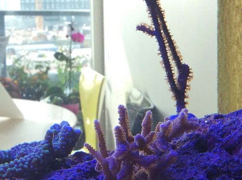 image.jpg (45.09 KiB) Vist 3569 gange Masser af polyp her også