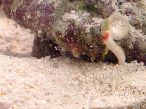 Anemone?