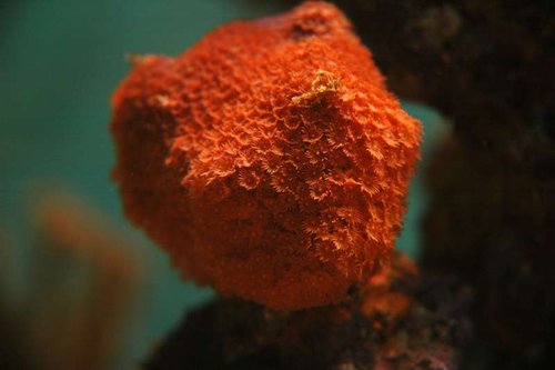 GONIOPORA MINI-FLOWERS RED.jpg