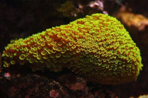 GONIOPORA MINI-FLOWERS green.jpg