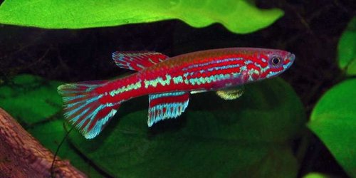 Aphyosemion ogoense