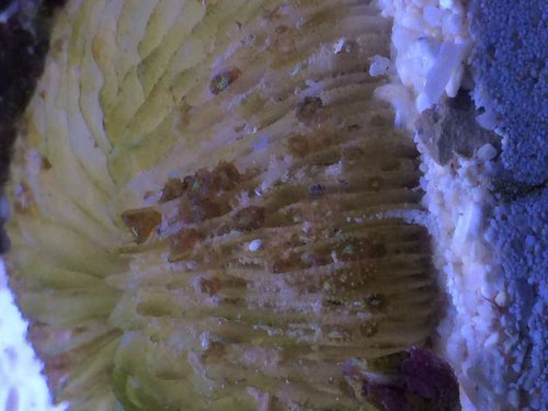 Fungiasten decocean