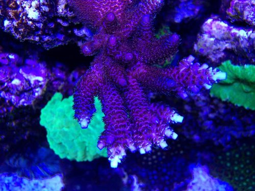 IMG_1207.JPG