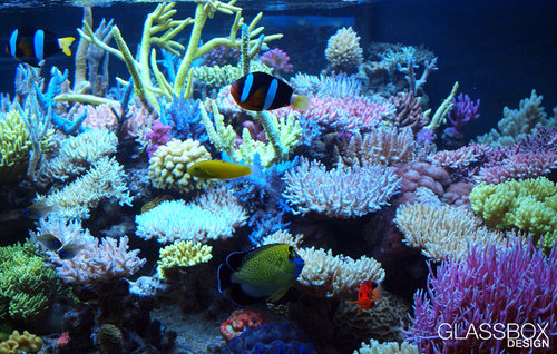 KZ-ZEOvit-Acropora-2.jpg