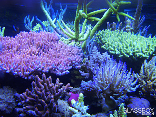 KZ-ZEOvit-Acropora-1.jpg