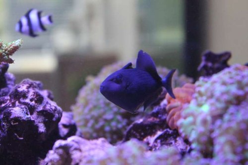 fisk (1).JPG