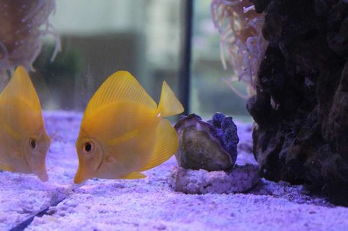 fisk (3).JPG