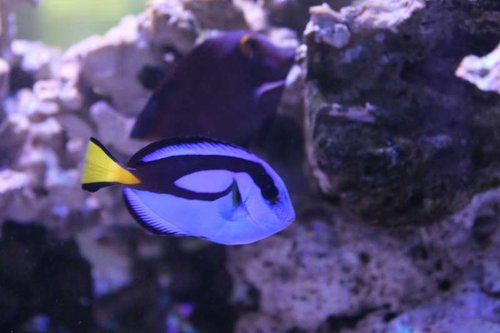 fisk (4).JPG