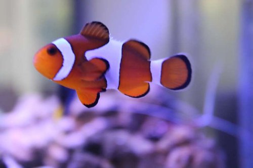 fisk (5).JPG
