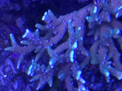Anacopora