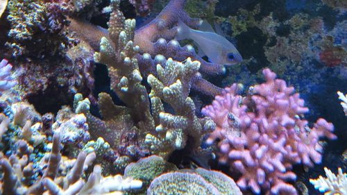 20150901_125421.jpg (61.98 KiB) Vist 2918 gange Montipora confusa