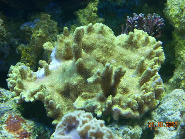 M. australiensis?? Med gnave spor?<br />Lyset viser den ikke i de helt rigtige farver, den er grøm med brune polypper