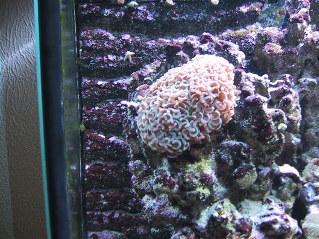 Euphylia.JPG