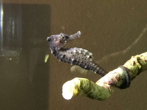 image.jpg (29.3 KiB) Vist 6907 gange Nr1