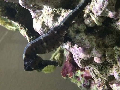 image.jpg (54.42 KiB) Vist 6907 gange Nr2