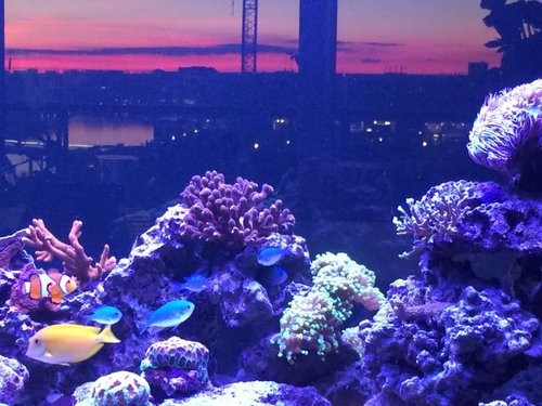 image.jpeg (62.68 KiB) Vist 2868 gange Set gennem baljen