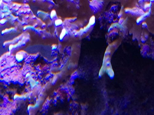 image.jpeg (47.87 KiB) Vist 2868 gange Mer og mer grønne spidser :)