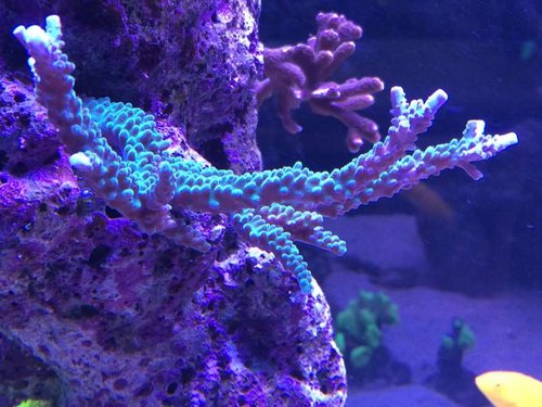 image.jpeg (61 KiB) Vist 2868 gange Det gror