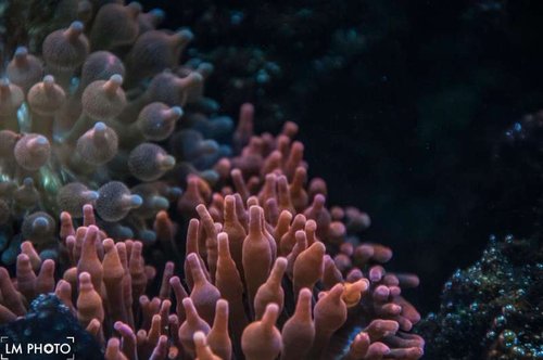 anemoner