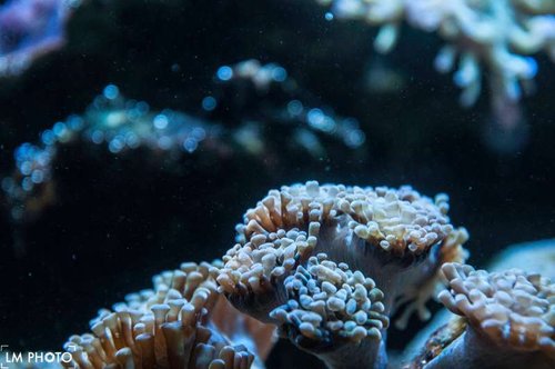 euphyllia