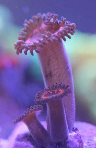 zoa1.jpg