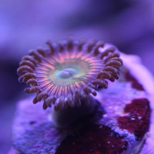 sdzoa.jpg