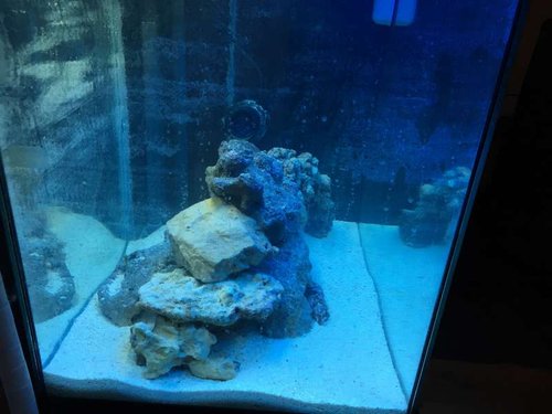 2015-10-21 23.18.39.jpg (42.9 KiB) Vist 1553 gange Akvariet set fra siden uden overløb