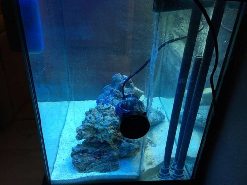 2015-10-21 23.18.53.jpg (42.58 KiB) Vist 1553 gange Akvariet set fra siden med overløb